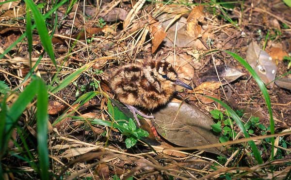 Eurasian Woodcock