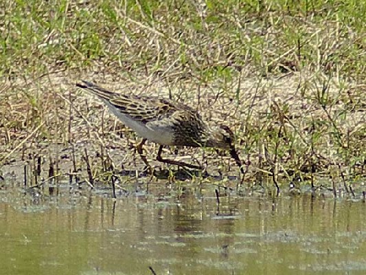 Pectoral Sandpiper adult or sub-adult