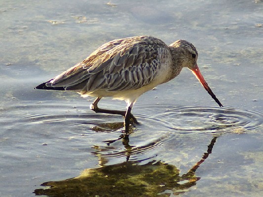 Bar-tailed Godwit
