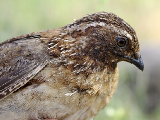 Common Quail