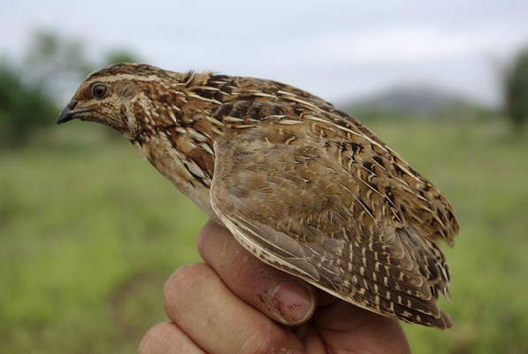 Common Quail