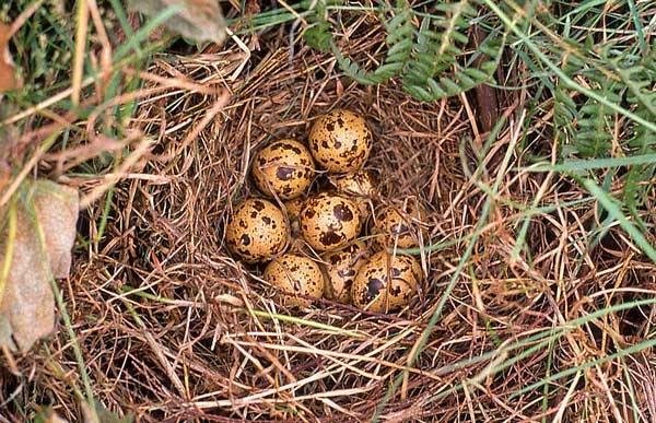Common Quail