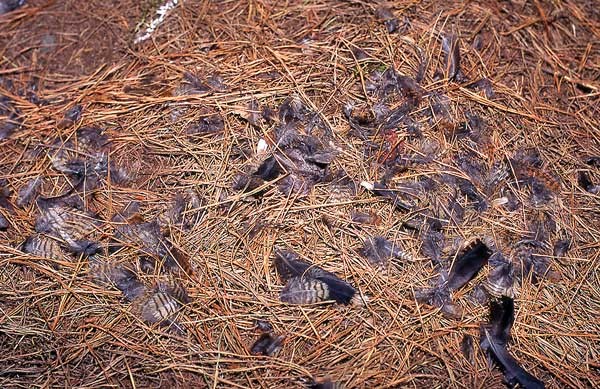 Eurasian Woodcock