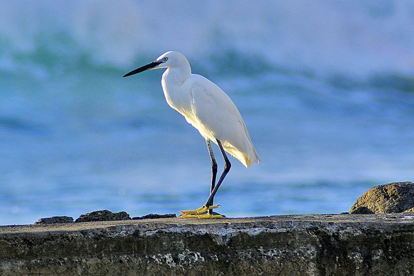 Little Egret