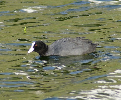 Eurasian Coot