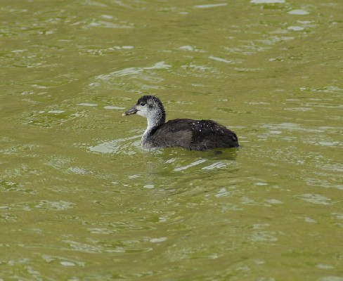 Eurasian Coot