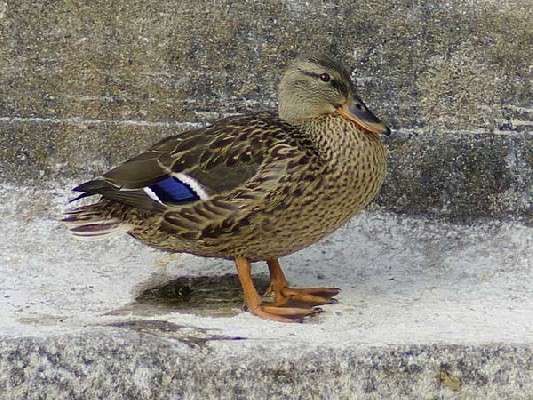 Mallard