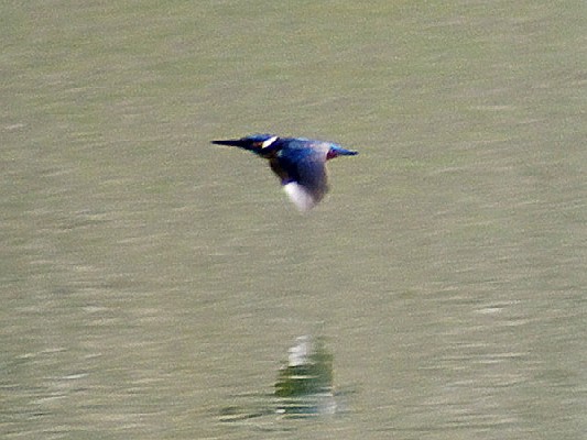 Common Kingfisher in flight
