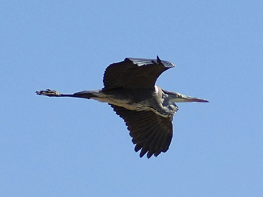 Grey Heron
