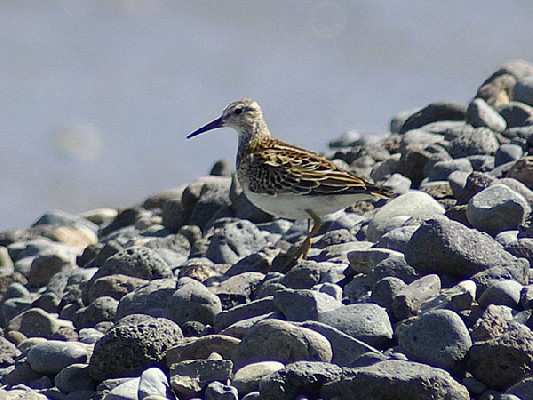 Pectoral Sandpiper