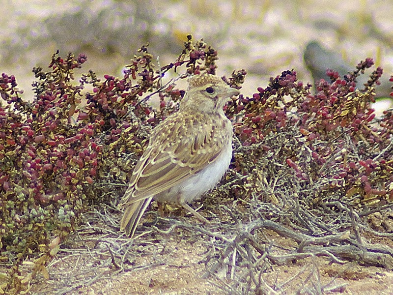 Lesser Short-toed Lark
