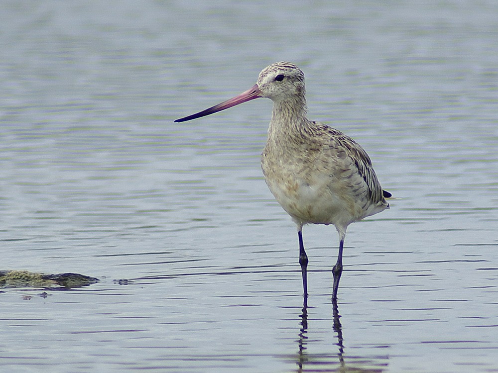 Bar-tailed Godwit