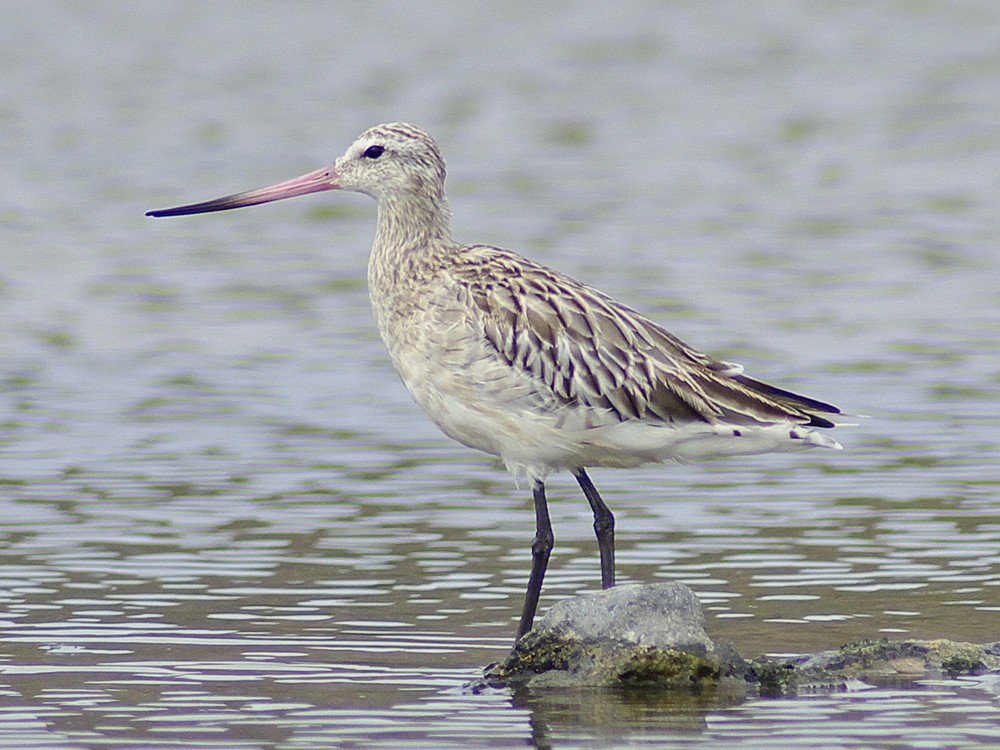 Bar-tailed Godwit