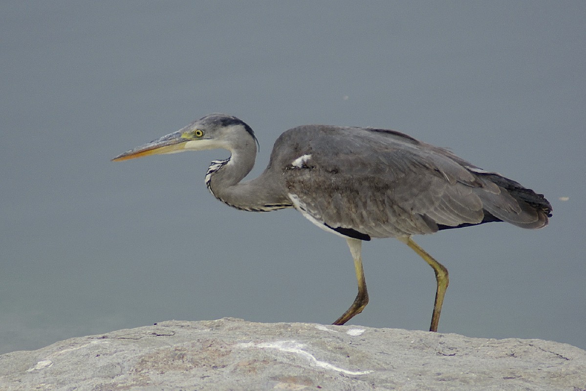 Grey Heron