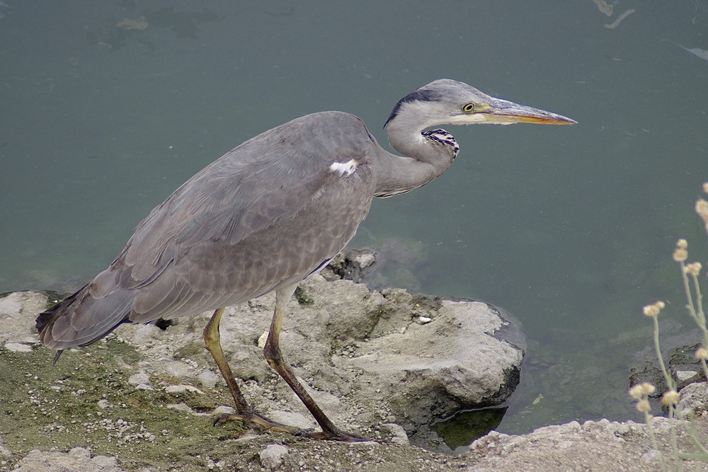 Grey Heron
