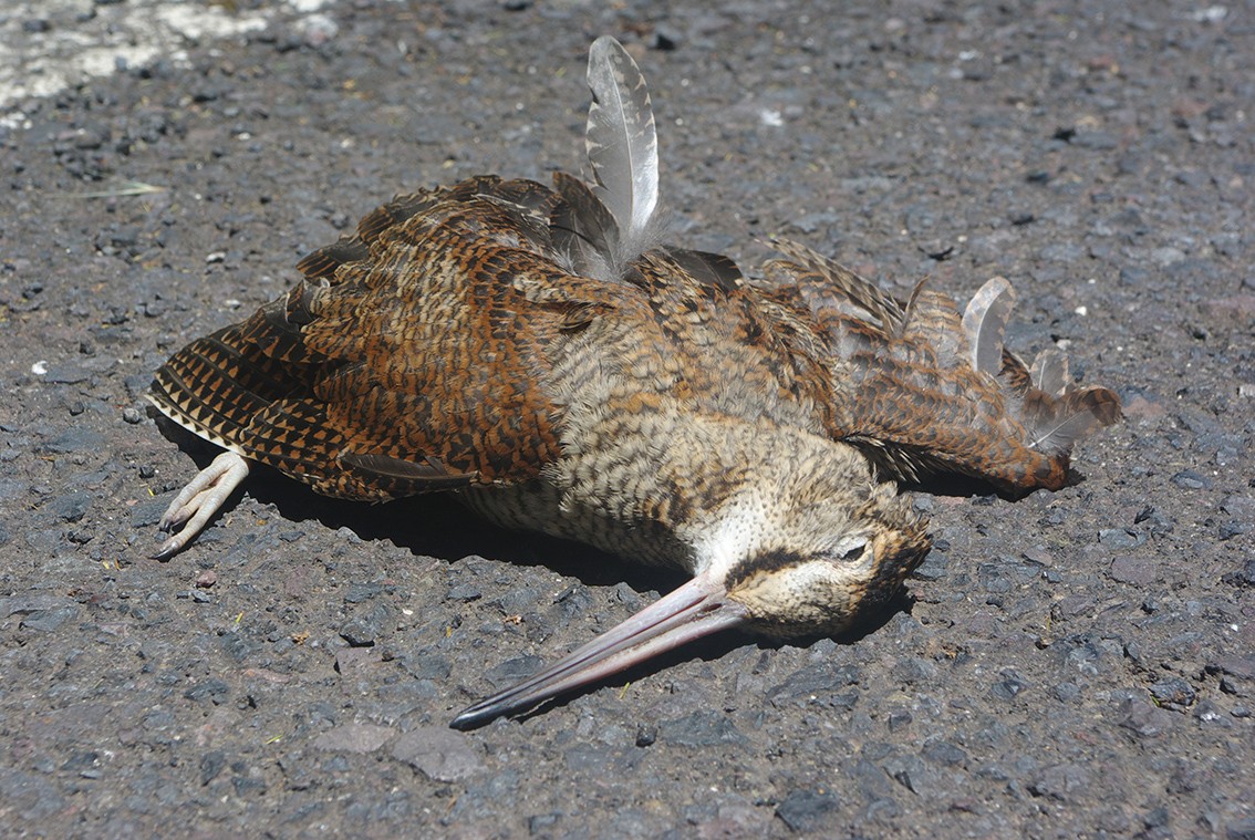 Eurasian Woodcock - dead bird