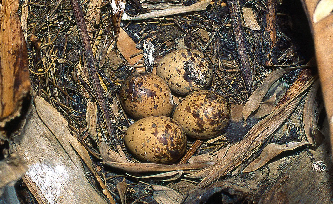 Eurasian Woodcock