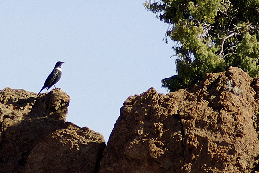 Ring Ouzel
