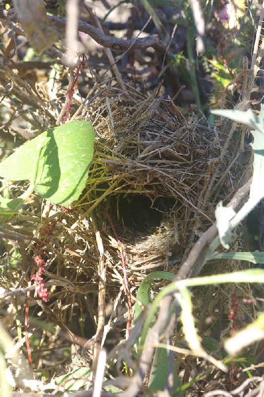 Canary Islands Chiffchaff