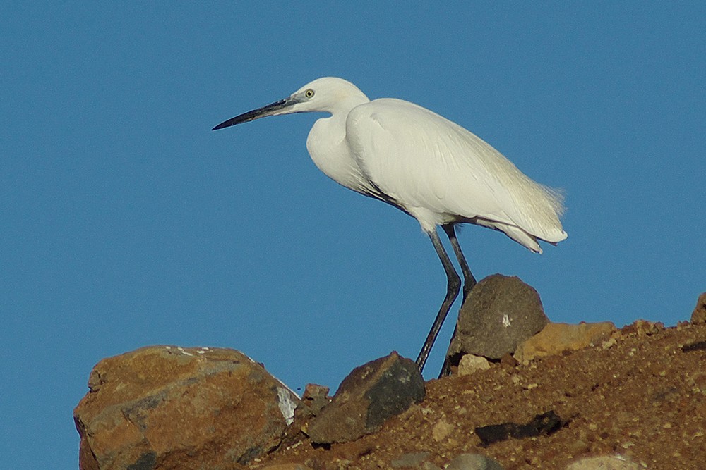 Little Egret