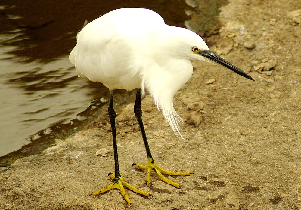 LIttle Egret