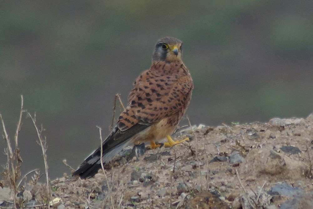 Common Kestrel male