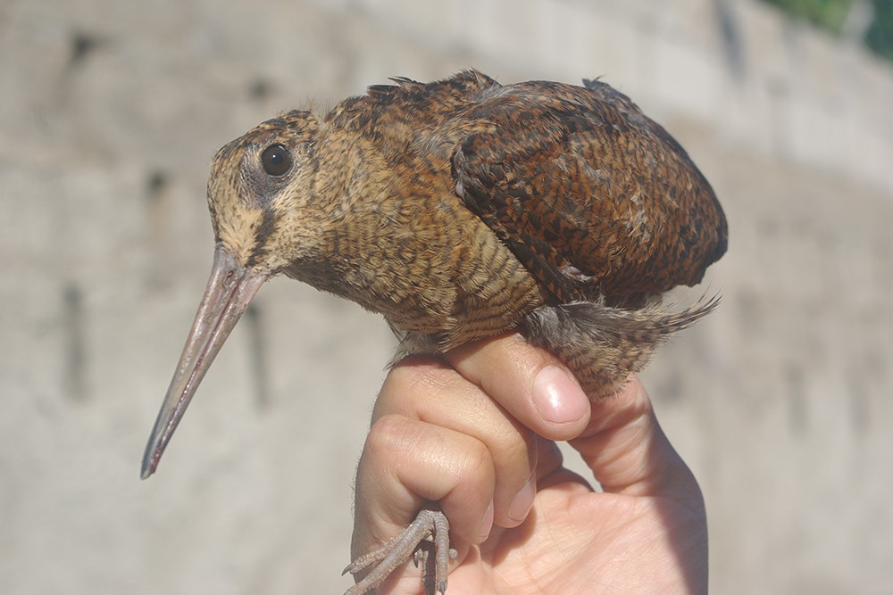Eurasian Woodcock