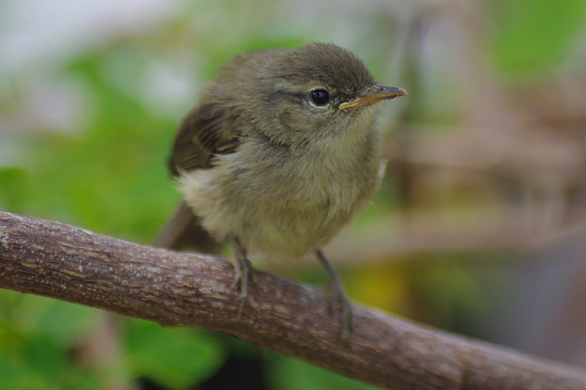 Canary Islands Chiffchaff