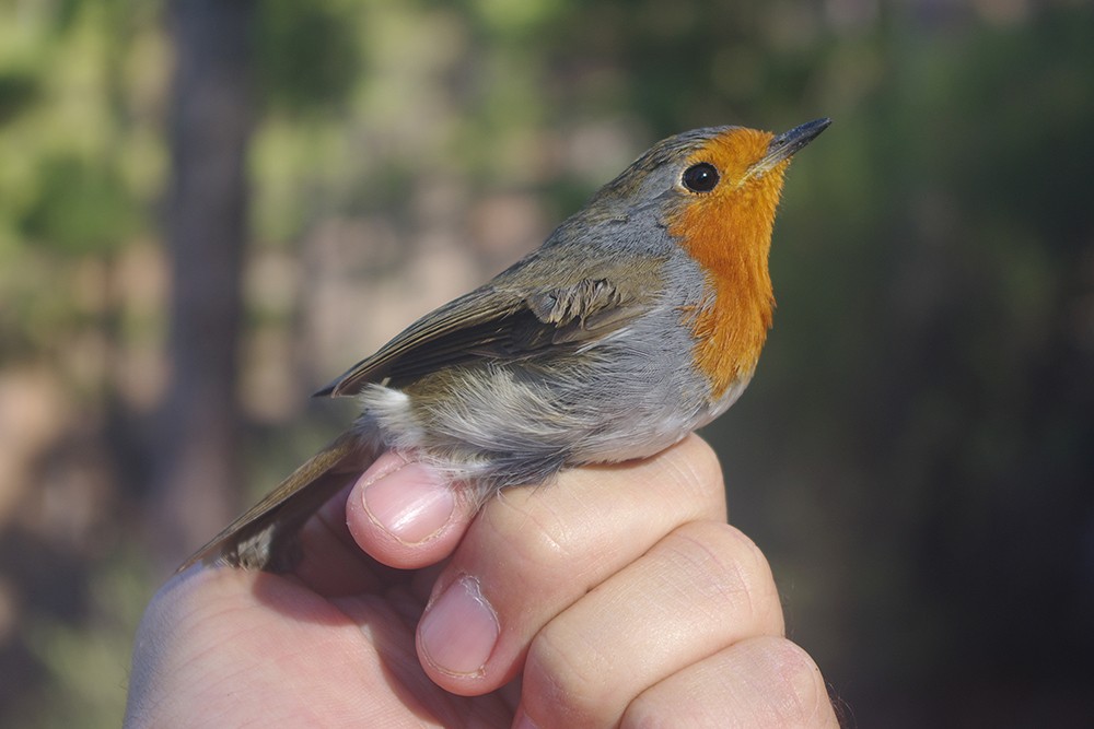 European Robin adult probably