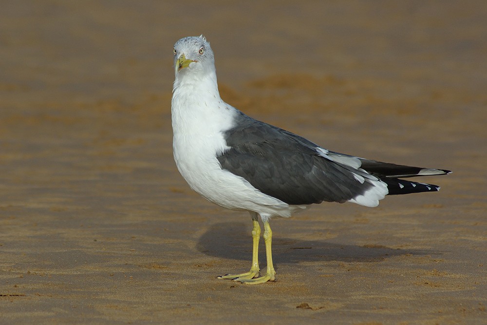 Lesser Black-backed Gull