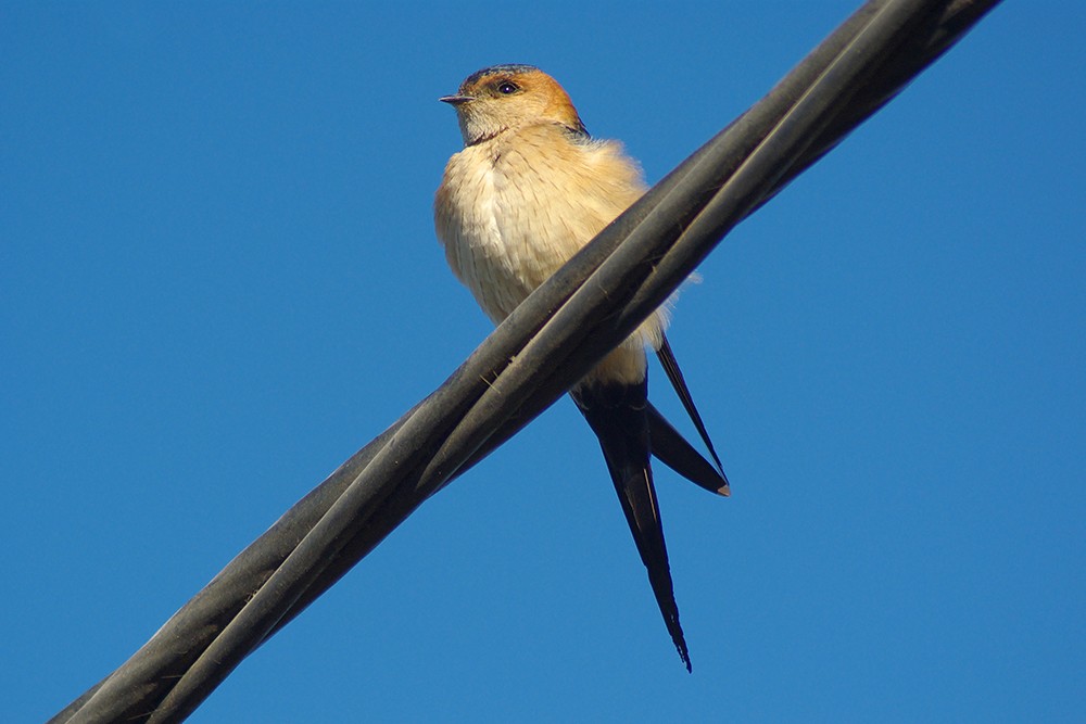 European Red-rumped Swallow