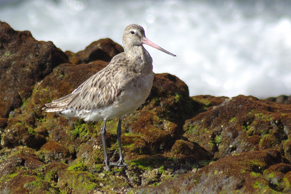 Bar-tailed Godwit