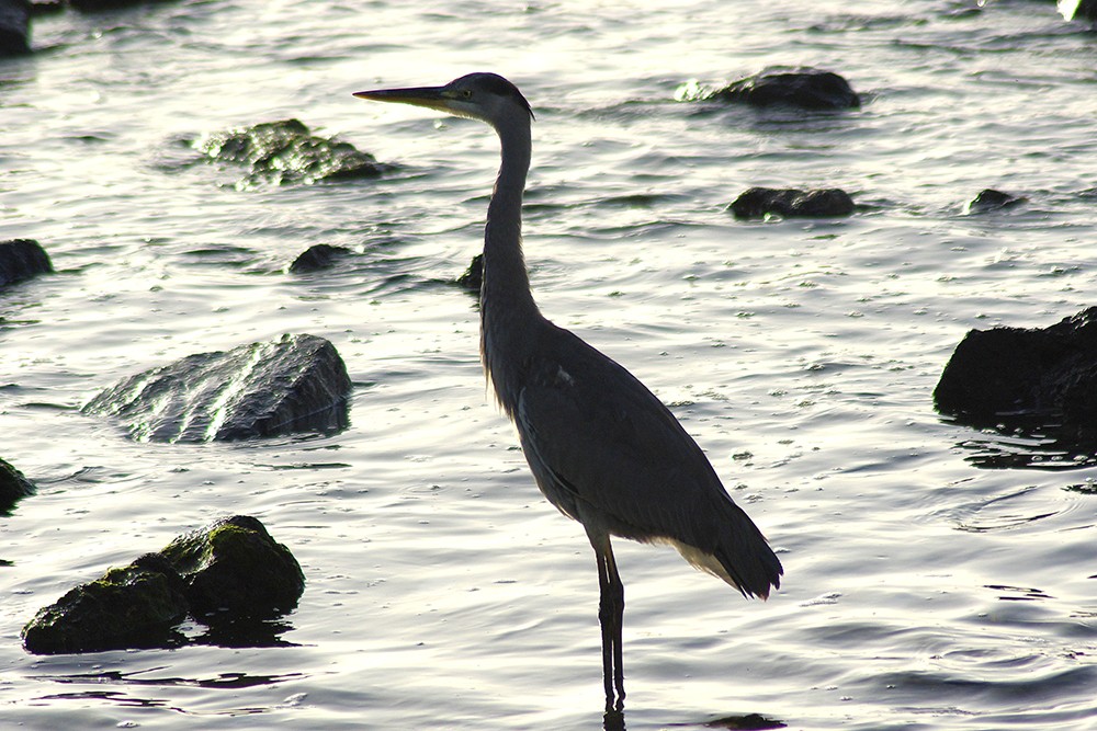 Grey Heron