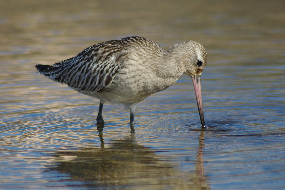 Bar-tailed Godwit