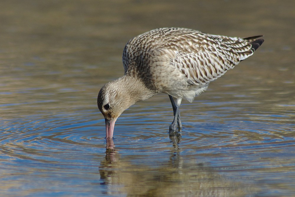 Bar-tailed Godwit