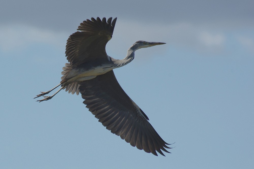 Grey Heron