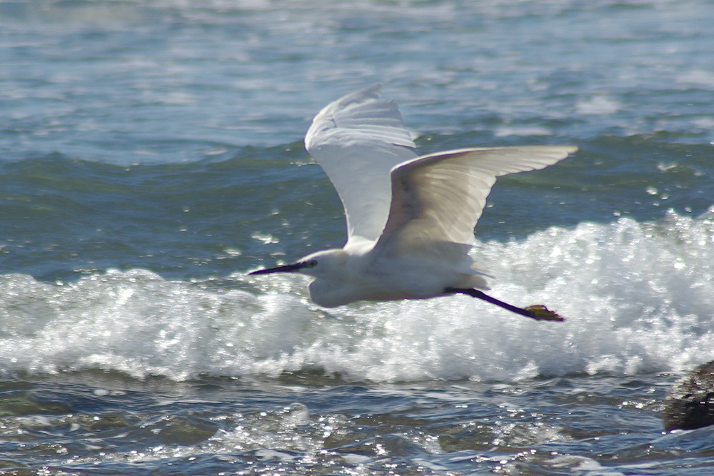 Little Egret
