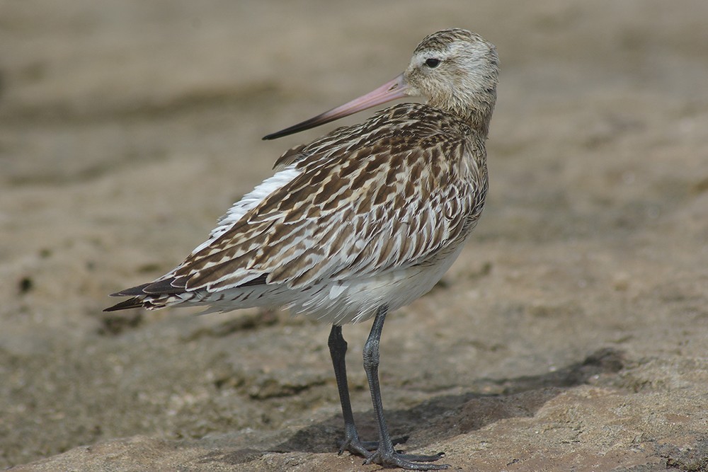Bar-tailed Godwit