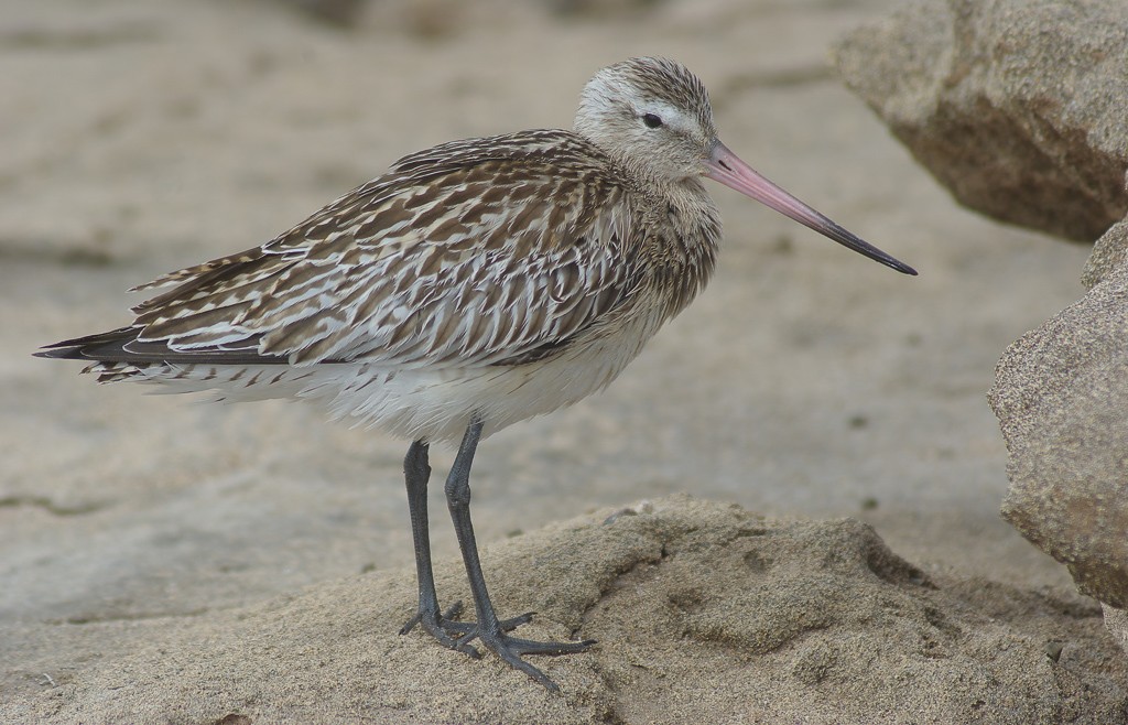 Bar-tailed Godwit