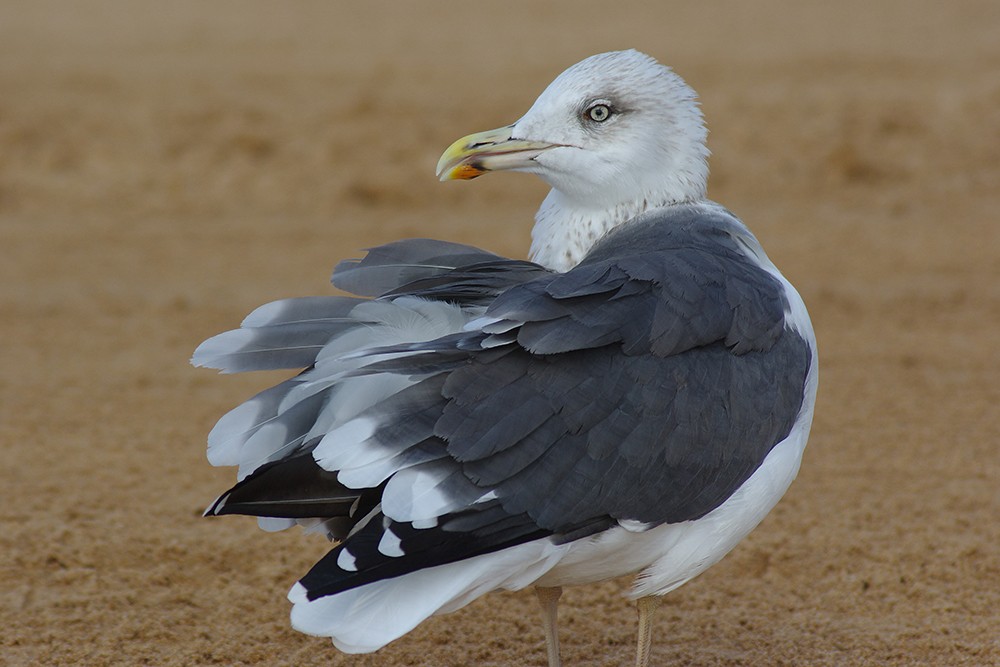 Lesser Black-backed Gull