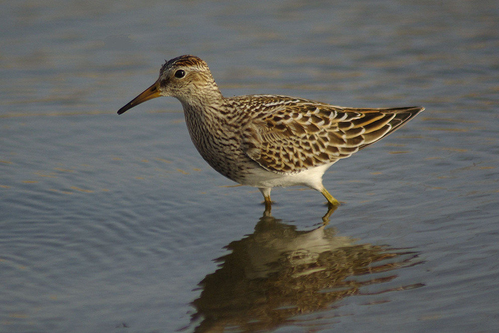 Pectoral Sandpiper