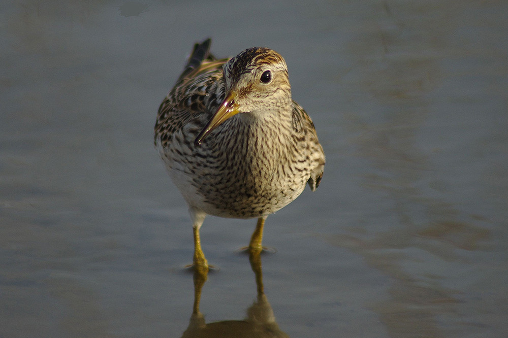 Pectoral Sandpiper