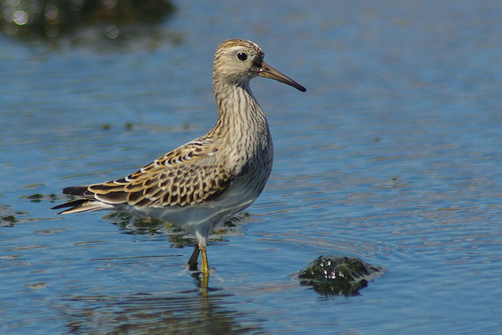 Pectoral Sandpiper