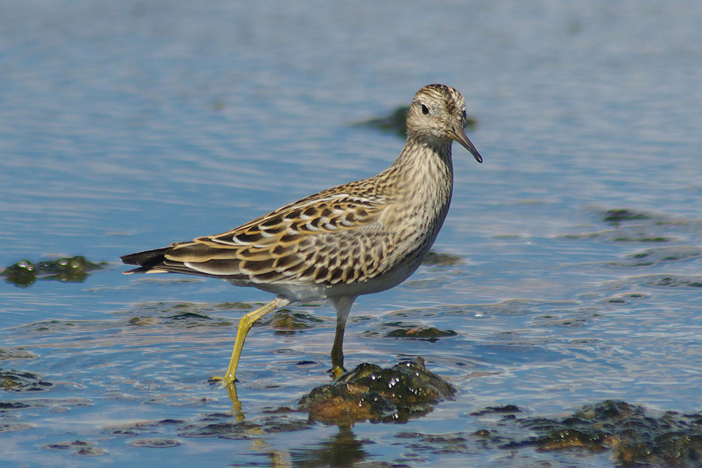 Pectoral Sandpiper