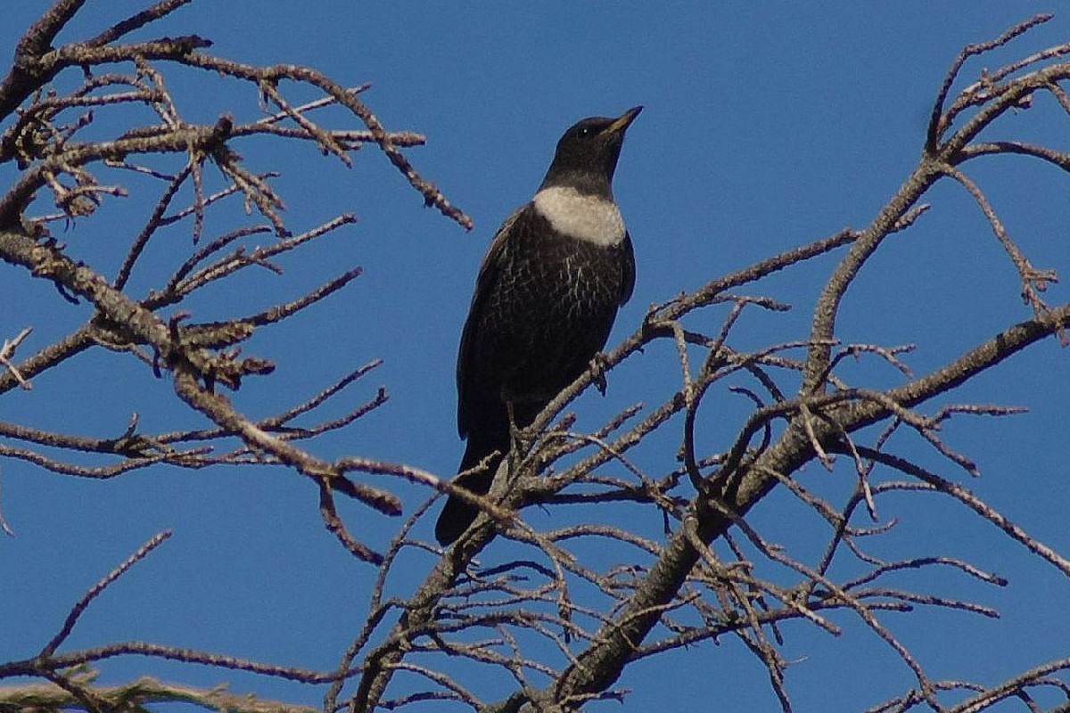 Ring Ouzel