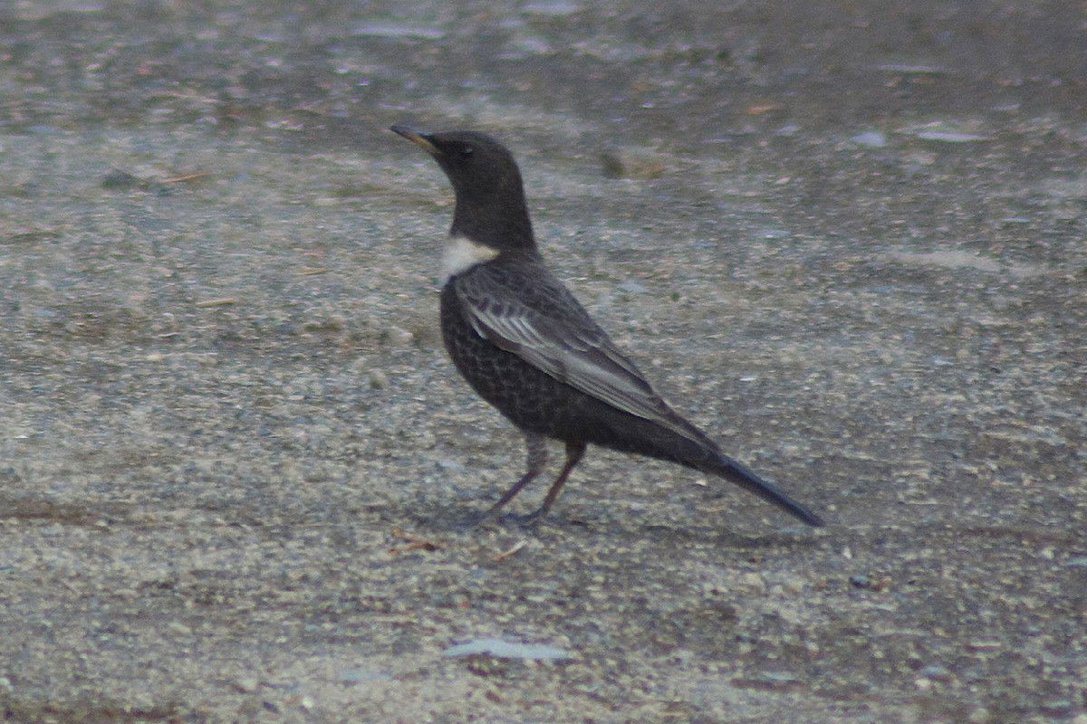 Ring Ouzel
