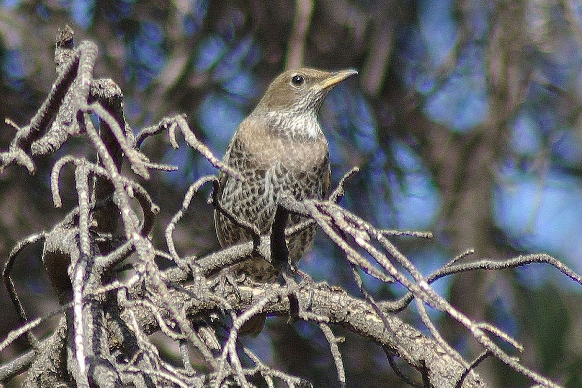 Ring Ouzel