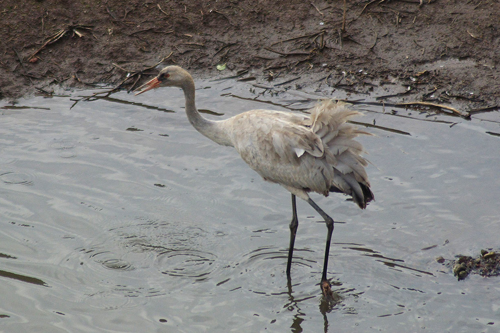 Common Crane