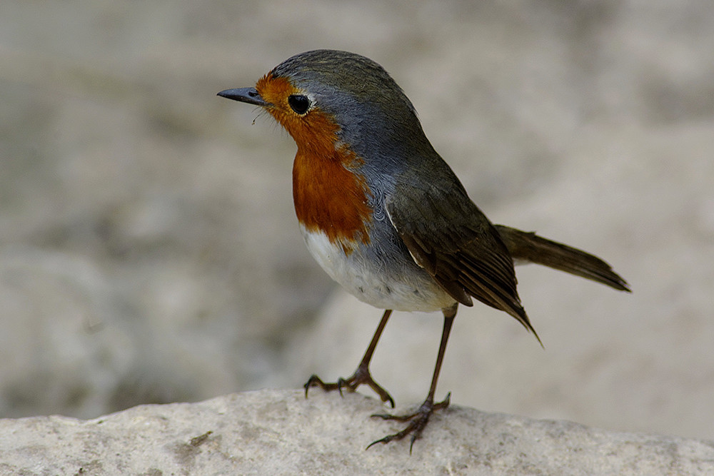 European Robin