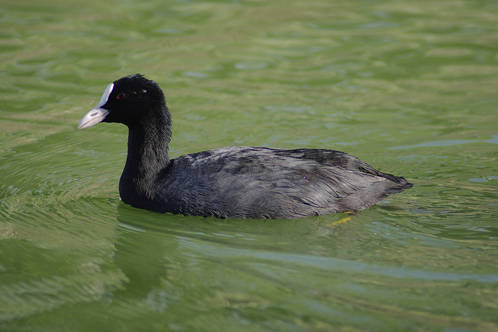 Eurasian Coot